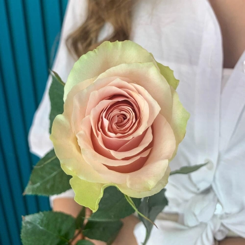 Комплимент из розовой эквадорской розы – минимализм роскоши Красноярск Красноярский край